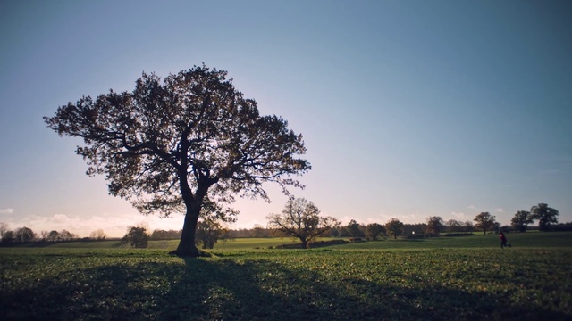 Video Reference: Sky, Plant, Tree, Natural landscape, Branch, Sunlight, Twig, Sunset, Sunrise, Wood