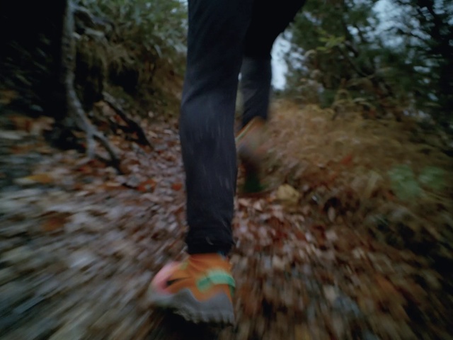 Video Reference: Plant, Bird, Leg, People in nature, Human body, Tree, Wood, Trunk, Fawn, Natural landscape