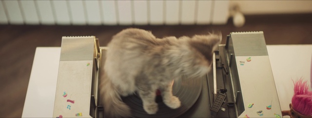 Video Reference: Cat, Felidae, Carnivore, Small to medium-sized cats, Whiskers, Snout, Tail, Fur, Claw, Box