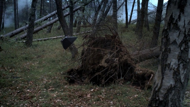 Video Reference: Plant, Tree, Wood, Twig, Natural landscape, Trunk, Grass, Landscape, Forest, Deciduous