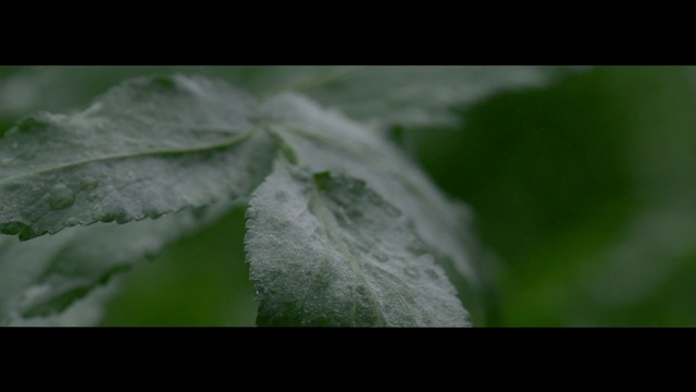 Video Reference: Terrestrial plant, Moisture, Water, Petal, Grass, Freezing, Macro photography, Flowering plant, Frost, Twig