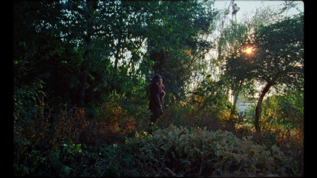 Video Reference: Plant, Plant community, Natural landscape, Tree, Wood, Grass, Tints and shades, Landscape, Deciduous, Road