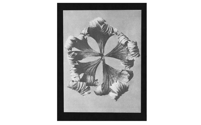Video Reference: Plant, Picture frame, Petal, Rectangle, Art, Painting, Font, Twig, Tree, Monochrome photography