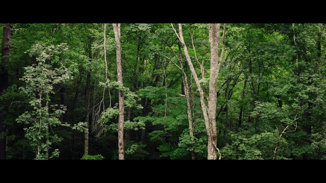 Video Reference: Tree, Natural landscape, Terrestrial plant, Wood, Trunk, Deciduous, Landscape, Tints and shades, Plant, Grass