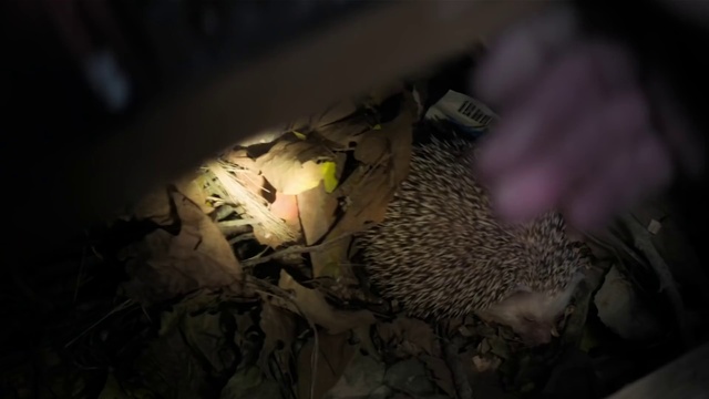 Video Reference: Automotive lighting, Sky, Tints and shades, Event, Darkness, Plant, Feather, Pattern, Bird, Twig