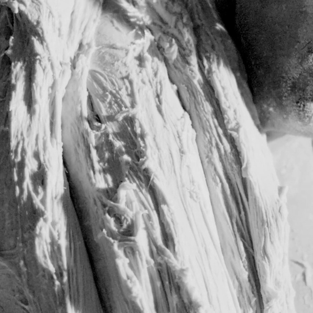 Video Reference: Water, Wood, Trunk, Grey, Body of water, Black-and-white, Freezing, Formation, Bedrock, Geological phenomenon