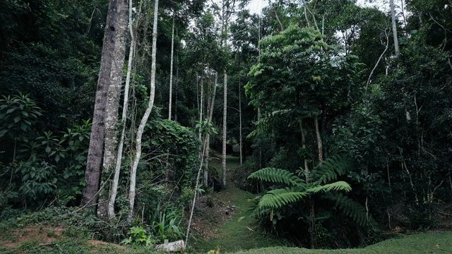 Video Reference: forest, jungle, trees, path, trail, greenery, vegetation, ferns, dense forest, nature, woodland, outdoors, tropical, wilderness