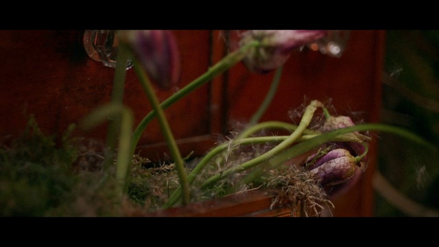 Video Reference: Plant, Vertebrate, Leaf, Organism, Terrestrial plant, Grass, Petal, Aquatic plant, Flowering plant, Invertebrate