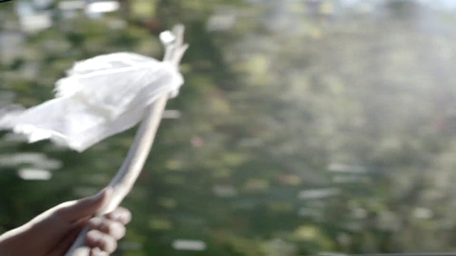 Video Reference: Plant, Gesture, Twig, Petal, Feather, Beak, Wing, Wood, Flowering plant, Pelecaniformes