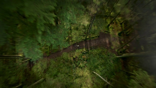 Video Reference: Plant, Terrestrial plant, Natural landscape, Wood, Twig, Trunk, Groundcover, Grass, Landscape, Tree