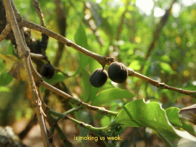 Video Reference: Twig, Terrestrial plant, Produce, Wood, Fruit tree, Flowering plant, Forest, Plant, Wildlife, Terrestrial animal