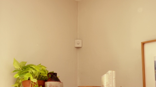 Video Reference: Plant, Wood, Houseplant, Flowerpot, Hardwood, Flooring, Event, Rectangle, Room, Peach