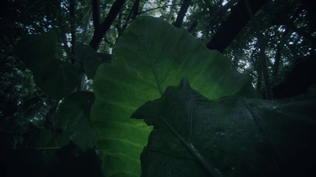 Video Reference: Plant, Branch, Tree, Wood, Terrestrial plant, Trunk, Natural landscape, Twig, Tints and shades, Flowering plant