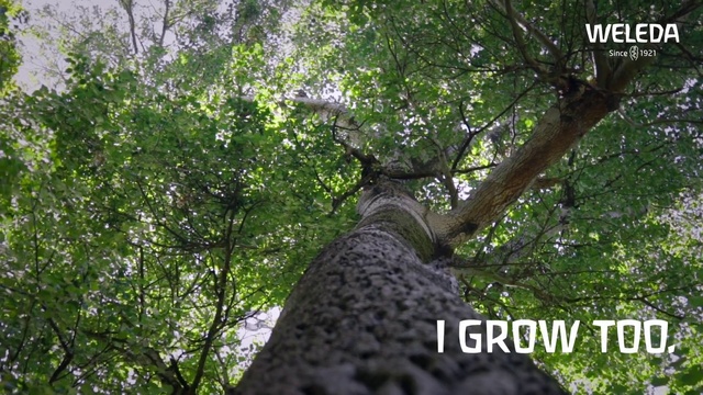 Video Reference: Tree, Branch, Natural landscape, Trunk, Terrestrial plant, Wood, Biome, Grass, Plant, Deciduous