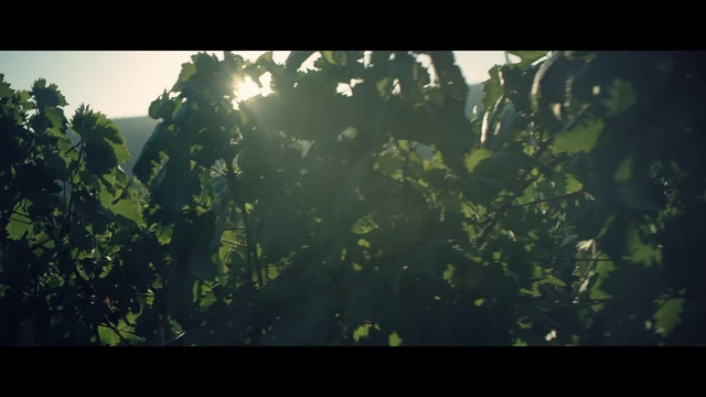 Video Reference: Atmosphere, World, Natural landscape, Terrestrial plant, Grass, Tints and shades, Astronomical object, Landscape, Forest, Cumulus