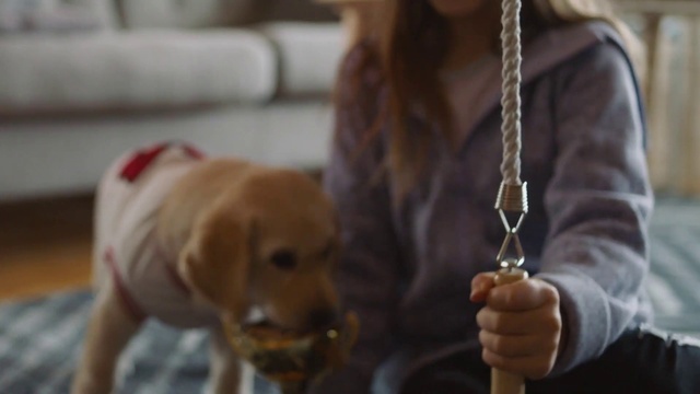 Video Reference: Head, Dog, Carnivore, Fawn, Working animal, Street fashion, Companion dog, Dog breed, Jewellery, Body jewelry