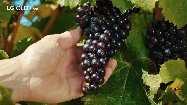 Video Reference: Food, Plant, Fruit, Seedless fruit, Natural foods, Berry, Flowering plant, Produce, Vine, Fruit tree