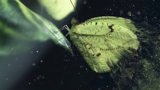 Video Reference: Pollinator, Insect, Arthropod, Plant, Butterfly, Moths and butterflies, Terrestrial plant, Tints and shades, Macro photography, Darkness