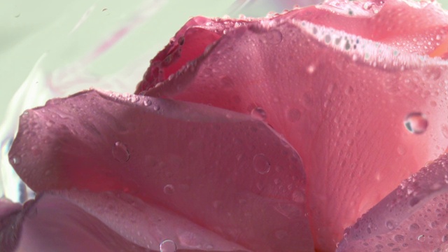 Video Reference: Food, Liquid, Petal, Ingredient, Fluid, Magenta, Moisture, Cuisine, Recipe, Dish