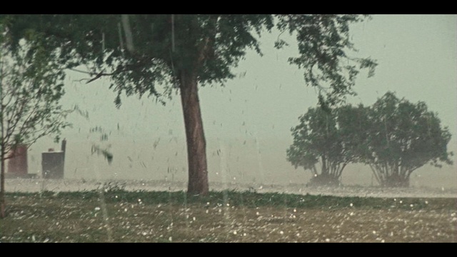 Video Reference: Atmosphere, Plant, Sky, Natural landscape, Branch, Tree, Land lot, Twig, Atmospheric phenomenon, Grass