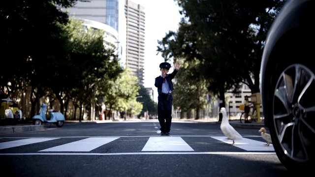 Video Reference: police officer, crosswalk, city street, ducks, traffic control, urban, trees, buildings, street scene, foreground car, daylight, pedestrian crossing, outdoors, public road