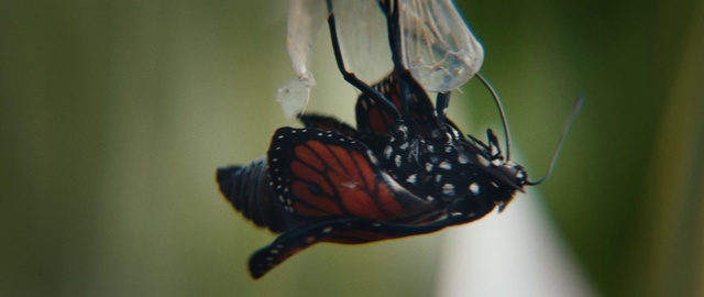 Video Reference: Pollinator, Butterfly, Insect, Arthropod, Moths and butterflies, Plant, Wing, Viceroy (butterfly), Invertebrate, Pest