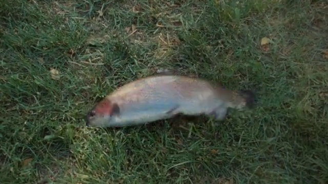 Video Reference: Food, Fish, Plant, Grass, Tail, Seafood, Ray-finned fish, Fin, Bony-fish, Fish