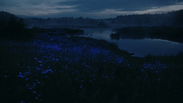 Video Reference: Cloud, Sky, Atmosphere, Water, Plant, Blue, Natural landscape, Atmospheric phenomenon, Tree, Horizon