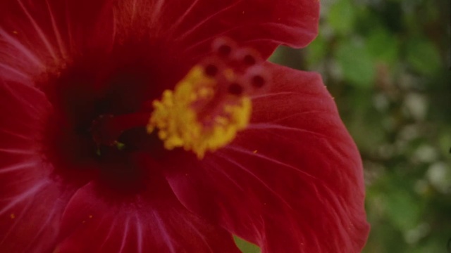 Video Reference: Flower, Plant, Hawaiian hibiscus, Petal, Chinese hibiscus, Terrestrial plant, Flowering plant, Annual plant, Close-up, Herbaceous plant
