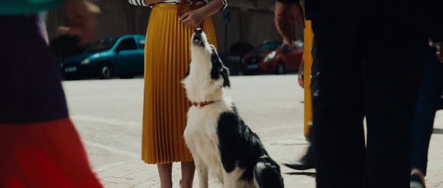 Video Reference: Dog, Dog breed, Carnivore, Collar, Companion dog, Fawn, Tire, Snout, Dog collar, Tail