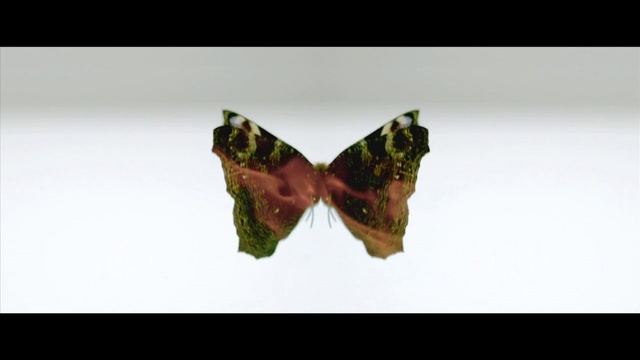 Video Reference: Pollinator, Arthropod, Butterfly, Insect, Moths and butterflies, Comma, Plant, Metal, Moth, Macro photography