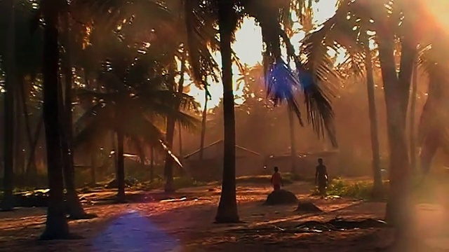 Video Reference: Atmosphere, Natural landscape, World, Branch, Wood, Afterglow, Trunk, Arecales, Plant, Atmospheric phenomenon