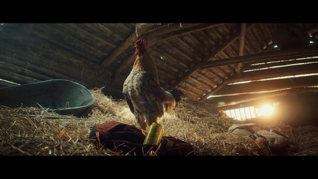 Video Reference: Bird, Phasianidae, Chicken, Comb, Beak, Galliformes, Rooster, Adaptation, Chicken coop, Poultry