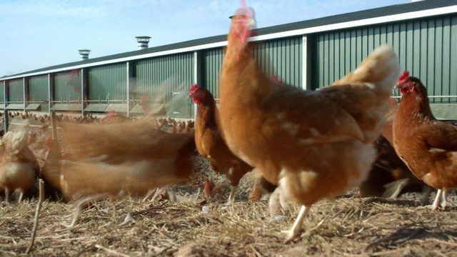 Video Reference: Bird, Sky, Phasianidae, Comb, Chicken, Beak, Galliformes, Poultry, Grass, Rooster