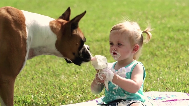 Video Reference: Dog, Vertebrate, People in nature, Happy, Grass, Mammal, Dog breed, Carnivore, Fawn, Companion dog