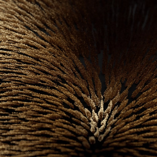 Video Reference: Brown, Wood, Pattern, Tree, Tints and shades, Trunk, Plant, Wildlife, Peach, Macro photography