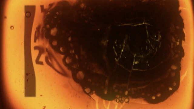 Video Reference: Brown, Liquid, Food, Fluid, Amber, Ingredient, Cuisine, Dish, Circle, Visual arts