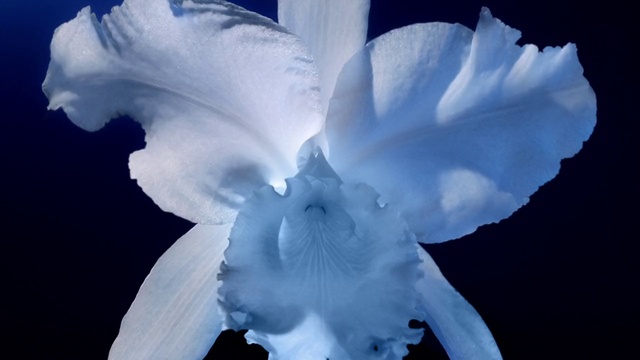 Video Reference: Flower, Plant, Petal, Terrestrial plant, Herbaceous plant, Flowering plant, Electric blue, Close-up, Freezing, Wildflower