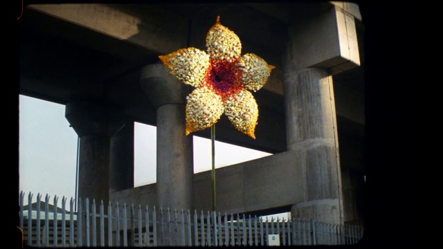 Video Reference: Window, Plant, Flower, Building, Sky, Petal, Fence, Terrestrial plant, Glass, Automotive wheel system