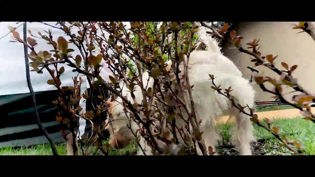 Video Reference: Plant, Twig, Wood, Natural landscape, Trunk, Terrestrial plant, Tints and shades, Grass, Petal, Tree