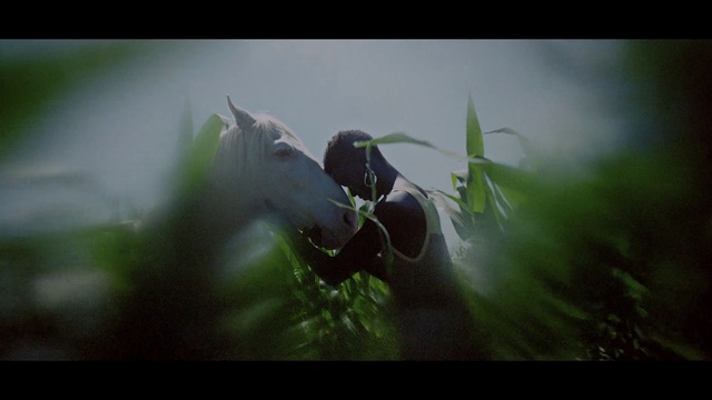 Video Reference: Flower, Plant, Flash photography, Terrestrial plant, Petal, People in nature, Grass, Cg artwork, Wing, Lens flare