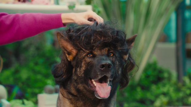 Video Reference: Dog, Dog breed, Green, Carnivore, Gesture, Grass, Companion dog, Snout, Sporting Group, Working animal