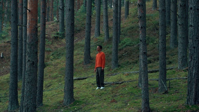 Video Reference: Plant, People in nature, Natural landscape, Tree, Terrestrial plant, Wood, Trunk, Grass, Larch, Deciduous