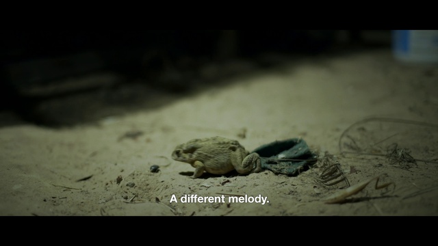 Video Reference: Reptile, Organism, Wood, Terrestrial animal, Tints and shades, Landscape, Soil, Claw, Scaled reptile, Rock