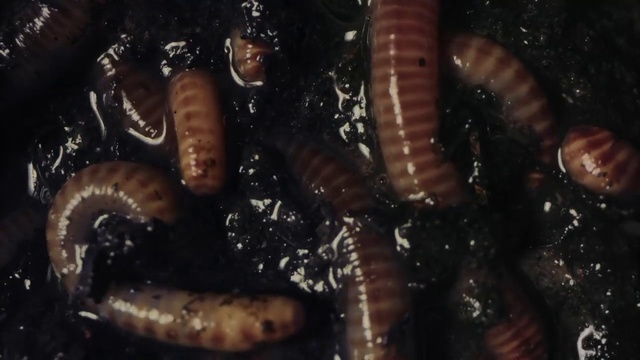 Video Reference: Organism, Terrestrial animal, Earthworm, Terrestrial plant, Darkness, Invertebrate, Ringed-worm, Electric blue, Marine invertebrates, millipedes