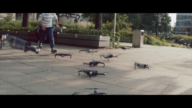 Video Reference: Plant, Bird, Vertebrate, Road surface, Asphalt, Grass, Flooring, Urban design, Leisure, Sidewalk