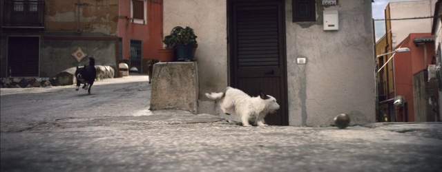 Video Reference: Cat, Plant, Felidae, Window, Road surface, Small to medium-sized cats, Flowerpot, Carnivore, Grey, Houseplant