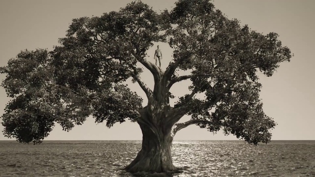 Video Reference: Sky, Ecoregion, Plant, Nature, World, Natural landscape, Natural environment, Branch, Wood, Tree