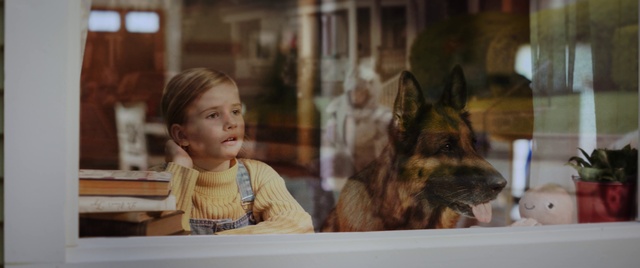 Video Reference: Dog, German shepherd dog, Carnivore, Dog breed, Old german shepherd dog, Happy, King shepherd, Herding dog, Window, Snout