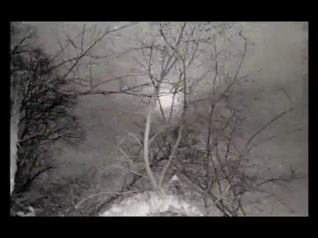 Video Reference: trees, branches, silhouette, night, haze, grayscale, outdoors, winter, moonlight, fog, nature, grainy, lowlight